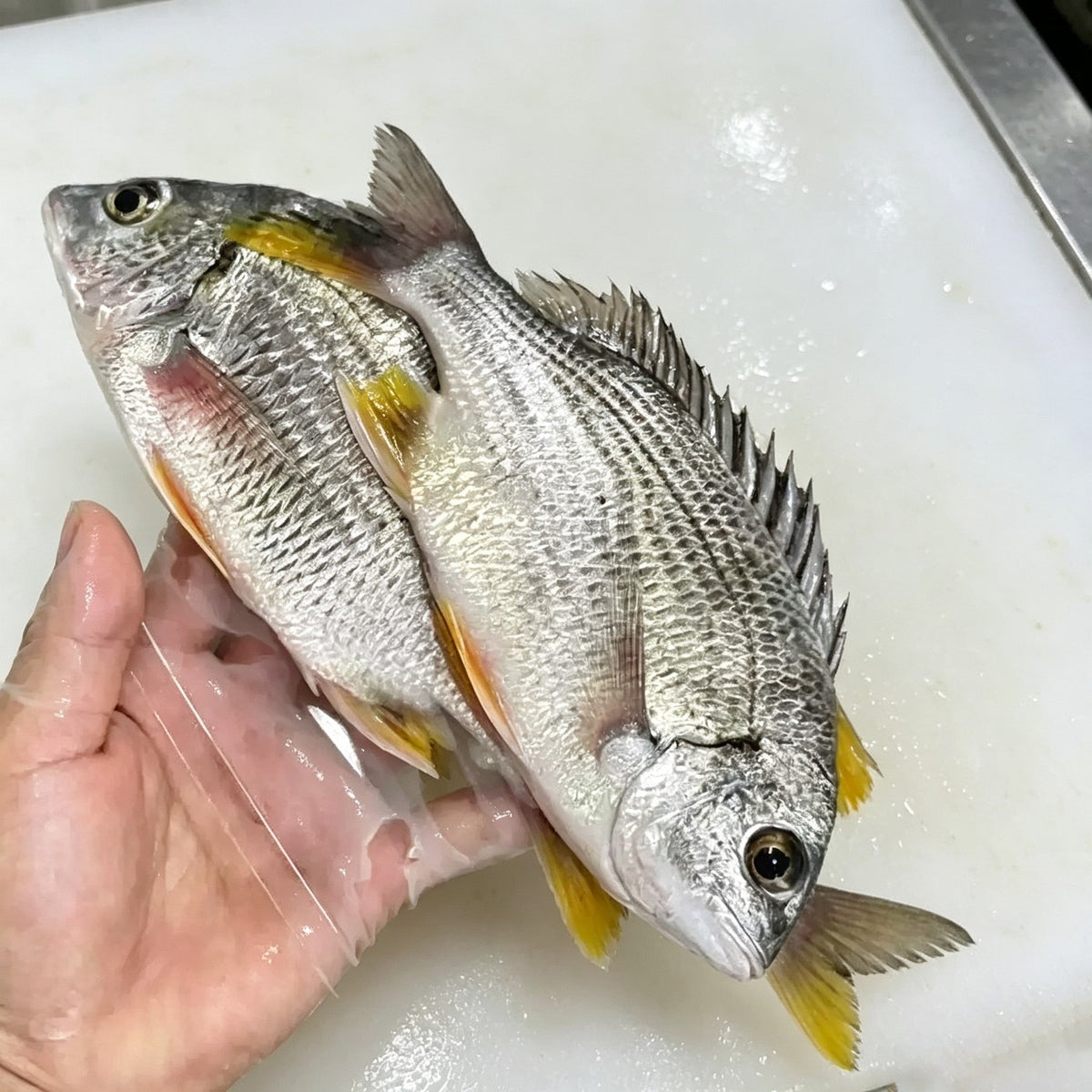 Two whole bream held in the hand, silver skin and yellow fins
