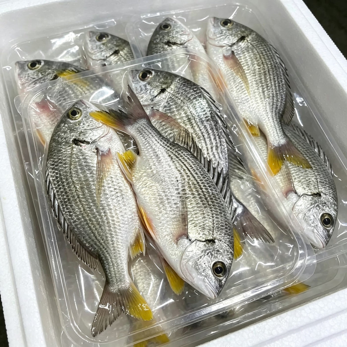 Tray of frozen whole bream packed side by side